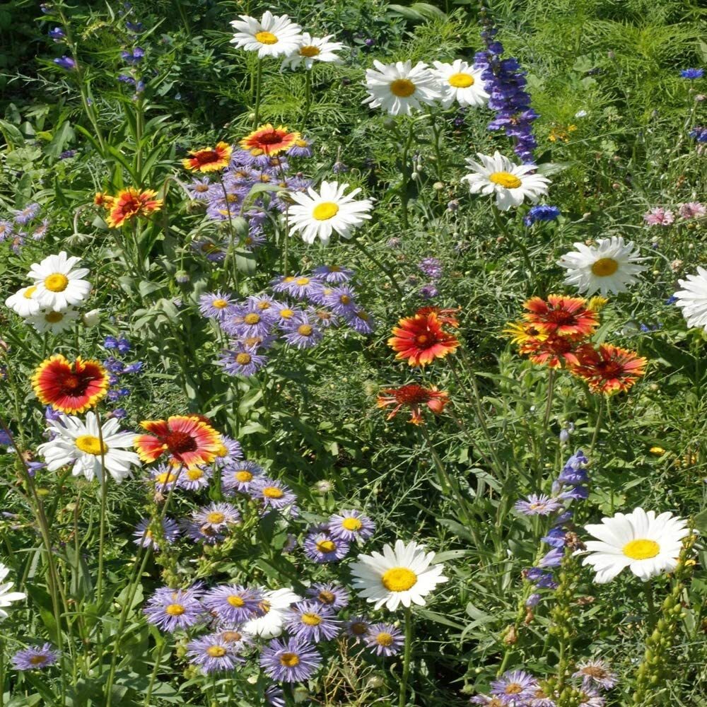 Mountain Wildflower Mix Seeds, 19 Stunning and Beautiful Species, FREE SHIPPING