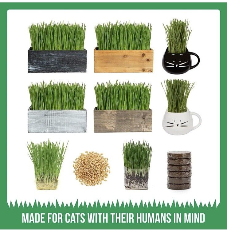 The Cat Ladies 100% Organic Cat 16oz Grass Seed Non GMO
