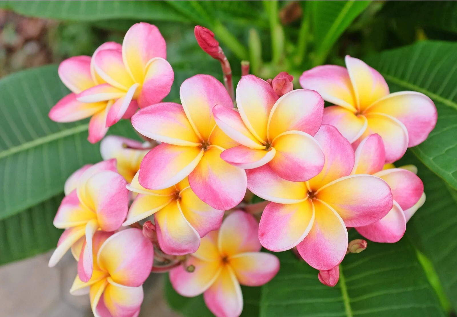 5 Pink White Yellow Plumeria Seeds Perennial Flowers Seed Frangipani US SELLER