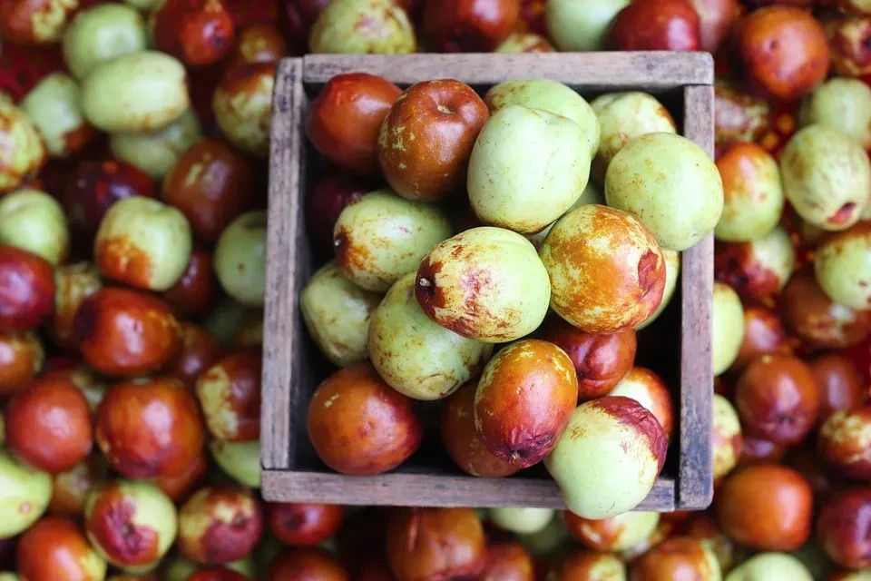 30 Jujube Tree Seeds | Red Chinese Date | Indian Plum | Hardy Fast-Growing Super