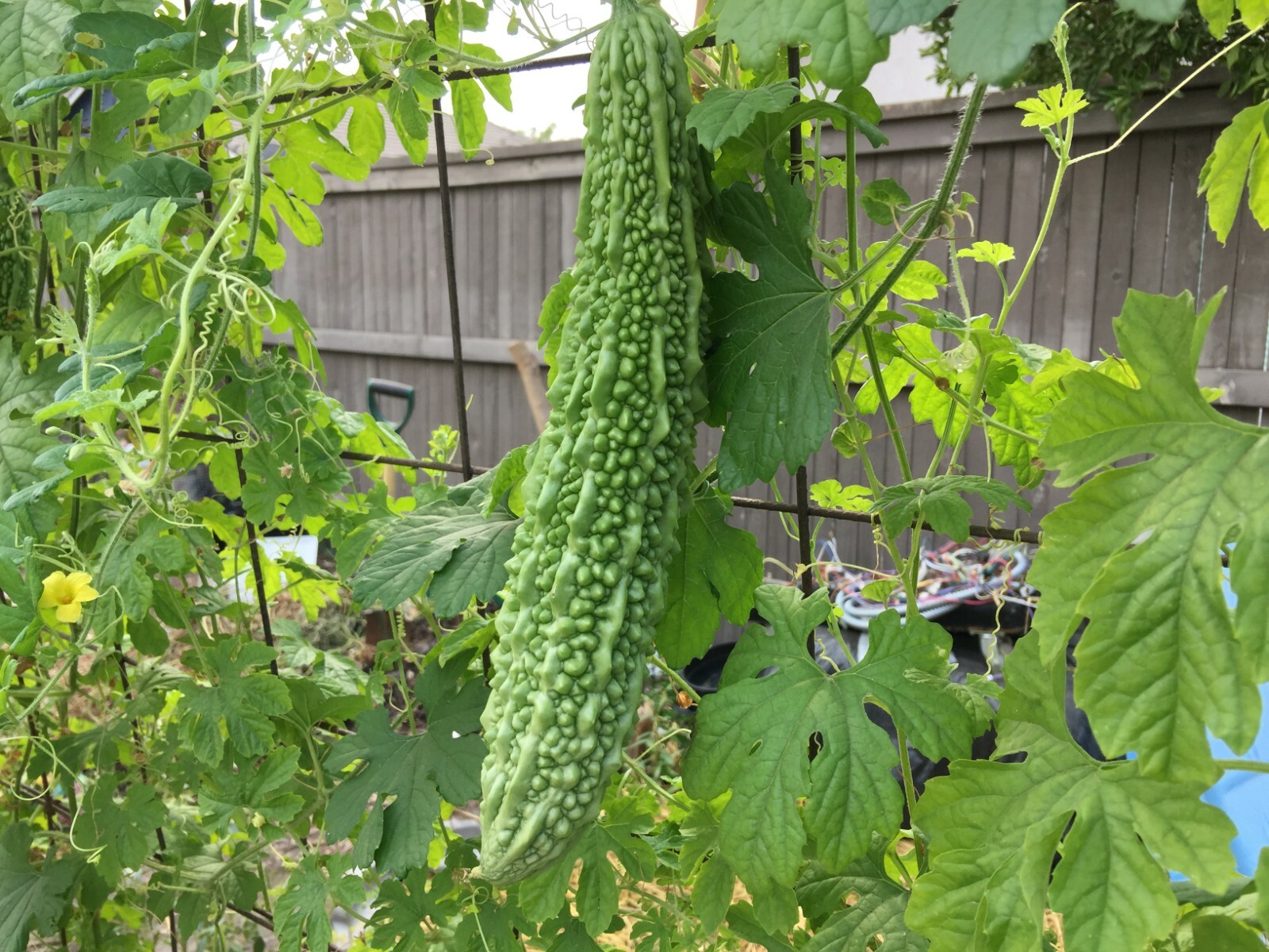 Bitter Gourd Melon (Karela, Ampalaya) 80 pcs mixed seeds