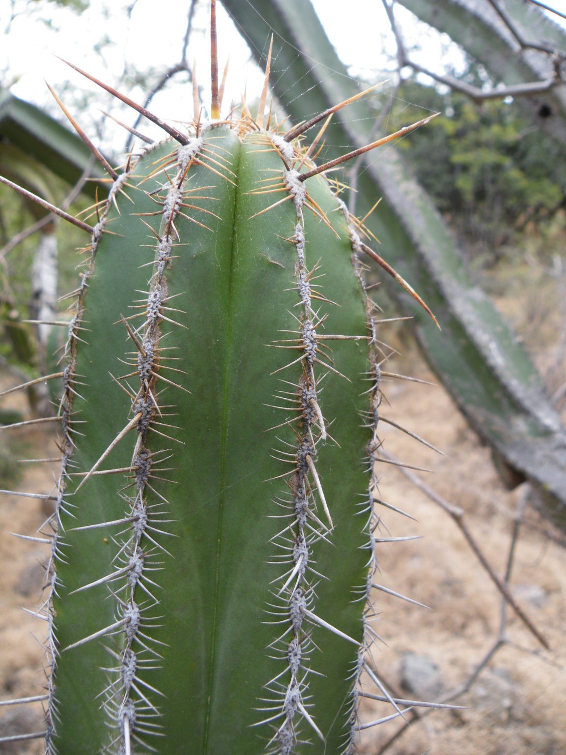 Escontria Chiotilla 5 Seeds Free Shipping!