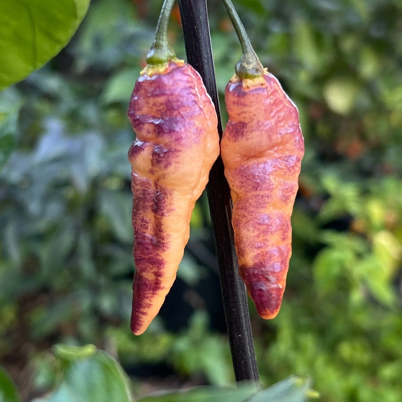 Pink Tiger Hot Pepper Seeds, EXTREMELY HOT PEPPER!!! 10 Seeds Free Shipping!