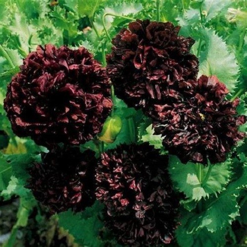 Black Cloud Peony Poppy Seeds Double Petalled Black Papaever somniferum Heirloom
