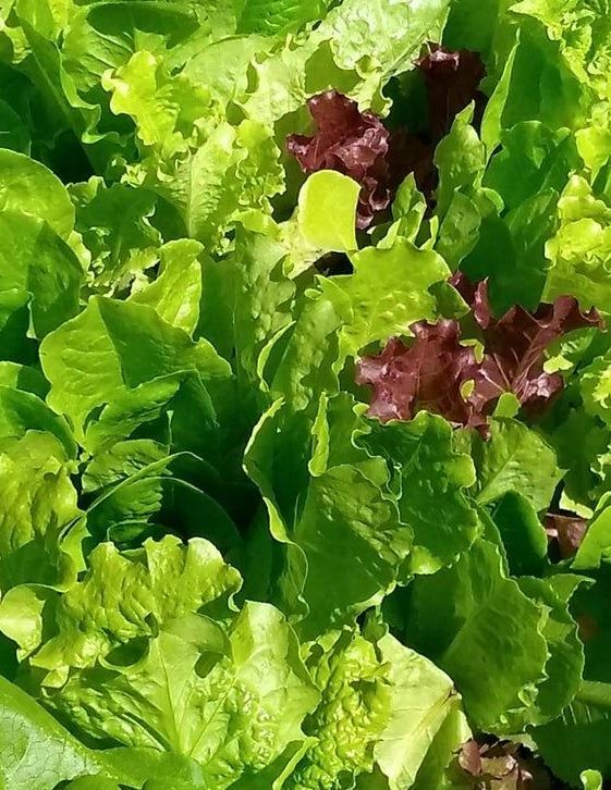 Romaine & Leaf Lettuce Assortment – Non Gmo – Grow Your Own Lettuce Blend