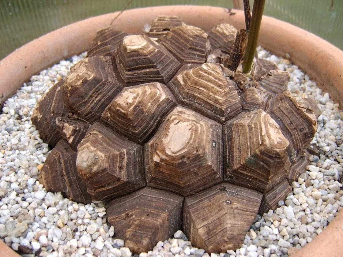 15 Fresh Dioscorea Elephantipes Seeds – High-Quality 2025 Fall Harvest