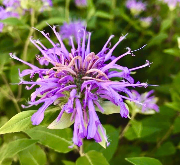 500 + Wild Bergamot Seeds / Bee Balm / Perennial/ Hummingbirds / Bees / Non-GMO