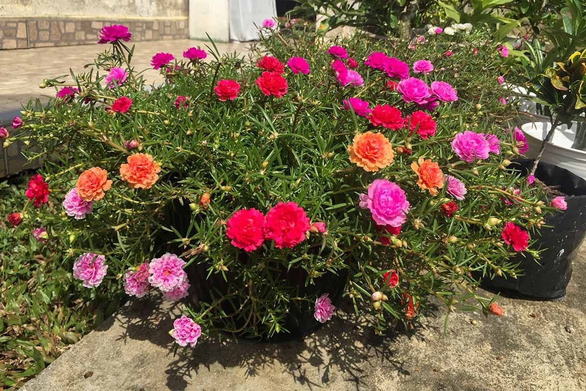 Portulaca Grandiflora, Double Moss Rose, Mix 500 Seeds Free Shipping!