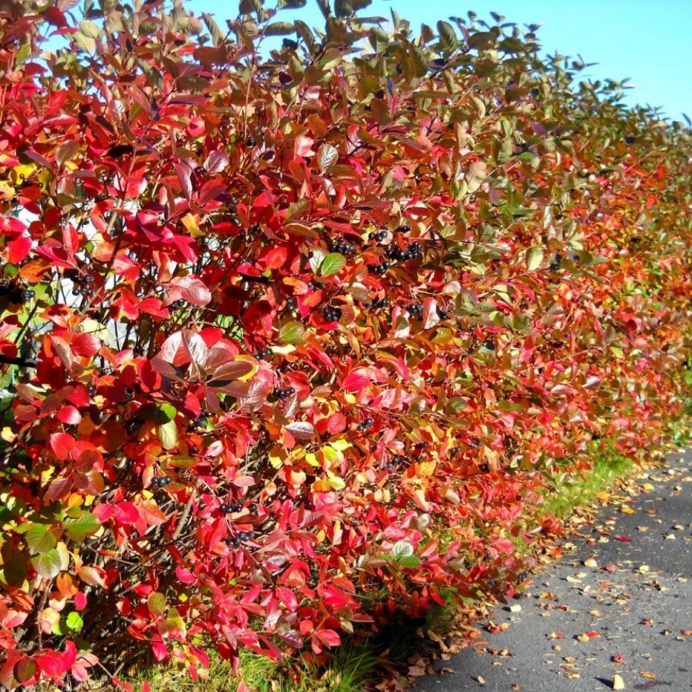 BLACK CHOKEBERRY Aronia Melanocarpa 20,30,50,100 SEEDS