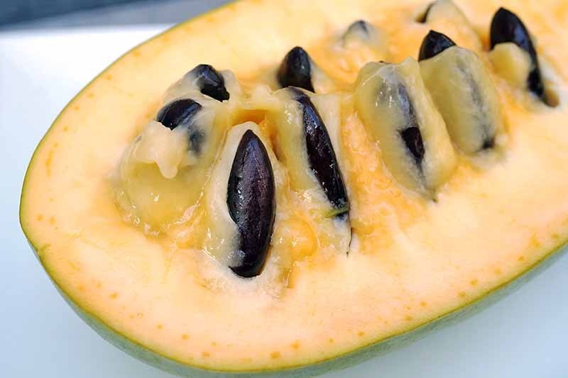 10 Pawpaw Seeds for Planting – Asimina triloba Tree Seeds, Rare Paw Paw Fruit
