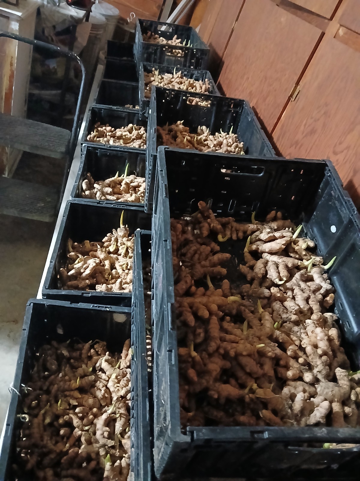 40 Pounds Of Growing Turmeric Already Rooting Ready To Plant