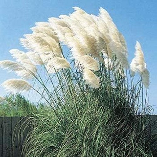 Giant Pampas Grass Seeds – 1,000 Count for Elegant Landscapes – Ships from Iowa
