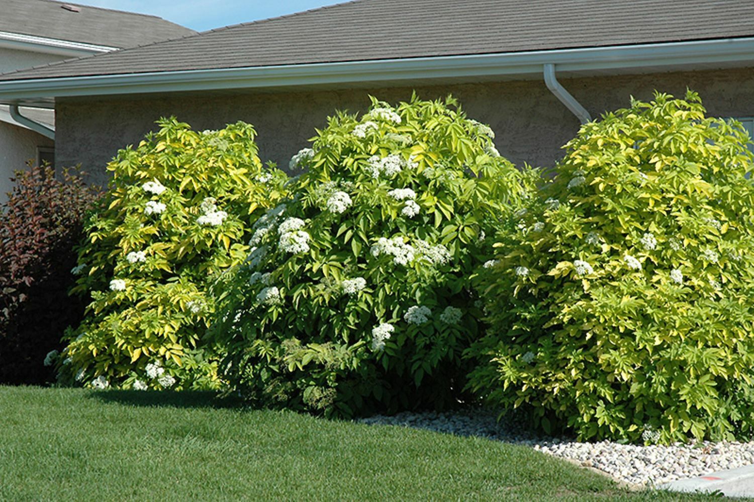 Sambucus Canadensis 50 Seeds, American Elderberry Cold Hardy Medicinal Herb