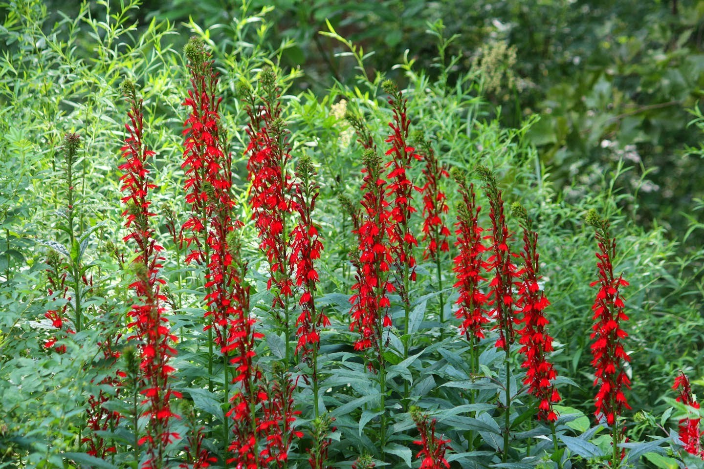 5 Cardinal Flower Wildflower Bare Root Lobelia cardinalis