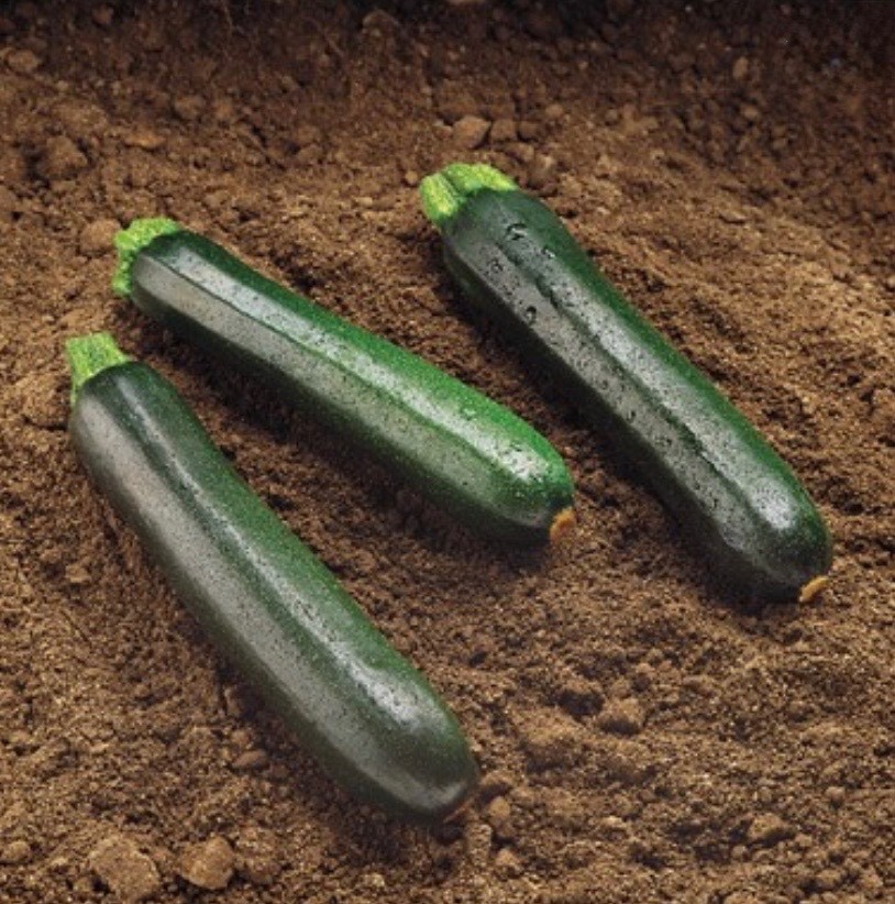Organic Black Beauty Zucchini Summer Squash, Fresh Seeds for 2026, Ohio 🇺🇸