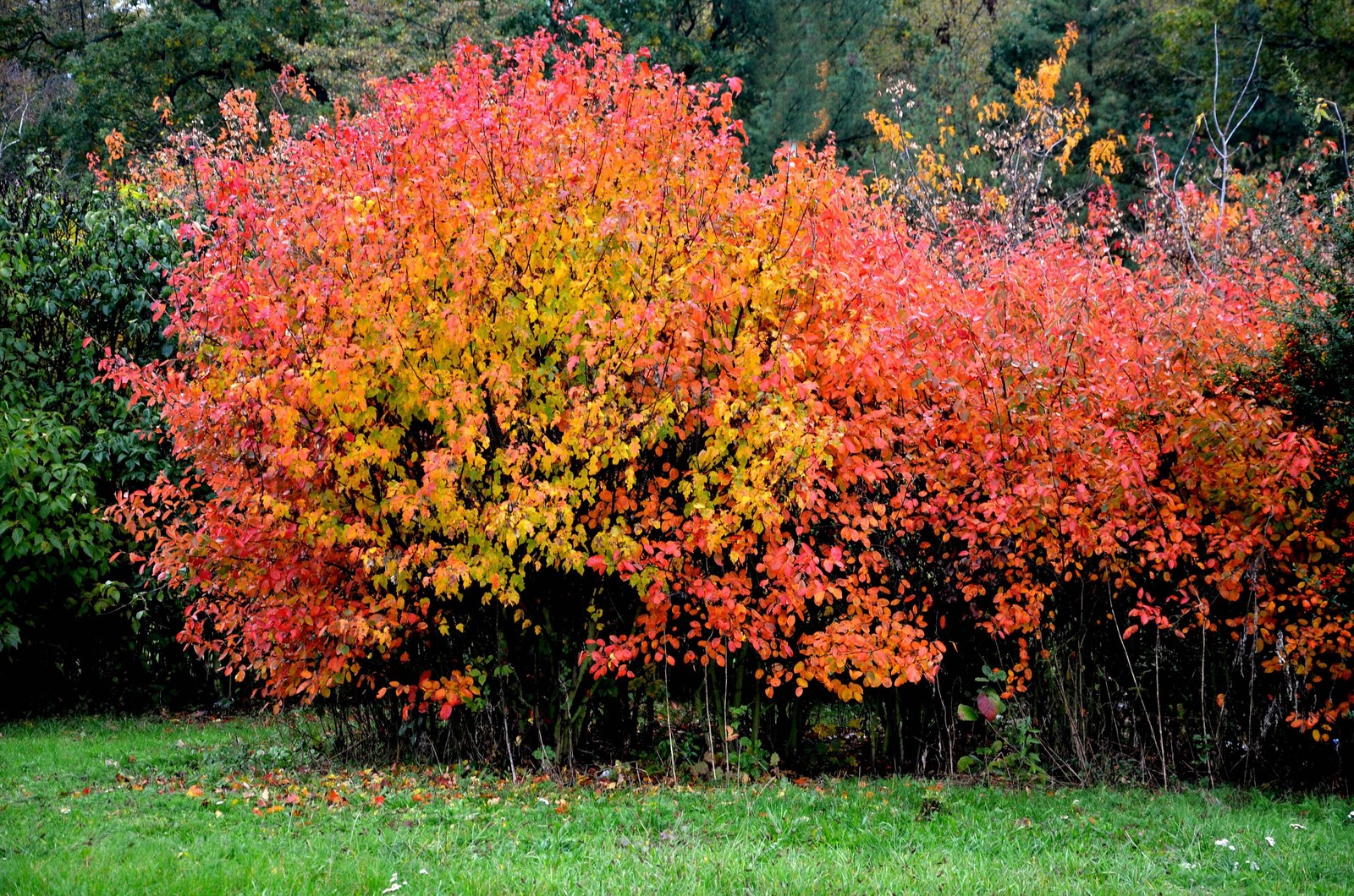 25 SIBERIAN MAPLE TREE Acer Ginnala Seeds – Red Fall Foliage