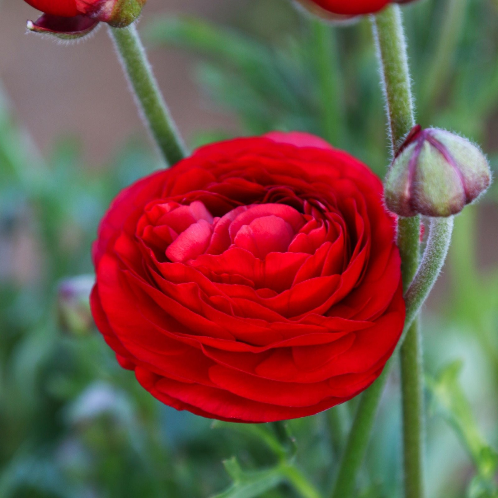 Easy to Grow Ranunculus Buttercup Rainbow Mix 10 Plant Bulbs, Spring Flowers