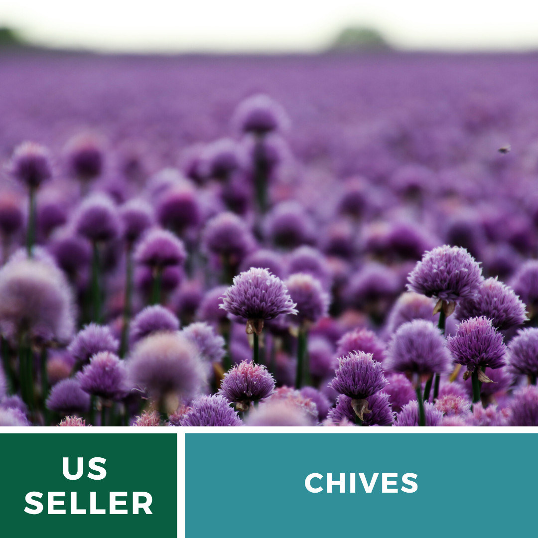 Chives – 100 Seeds – Culinary & Medicinal Herb – Heirloom – NonGMO