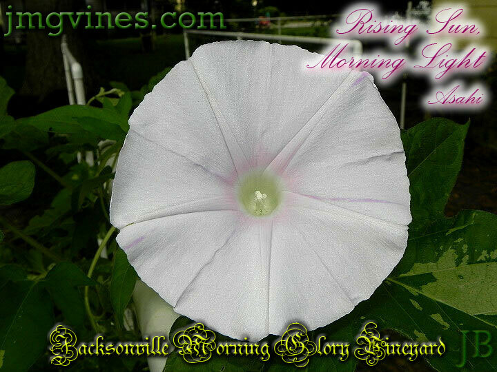Rising Sun, Morning Light / Asahi Japanese Morning Glory 6 Seeds