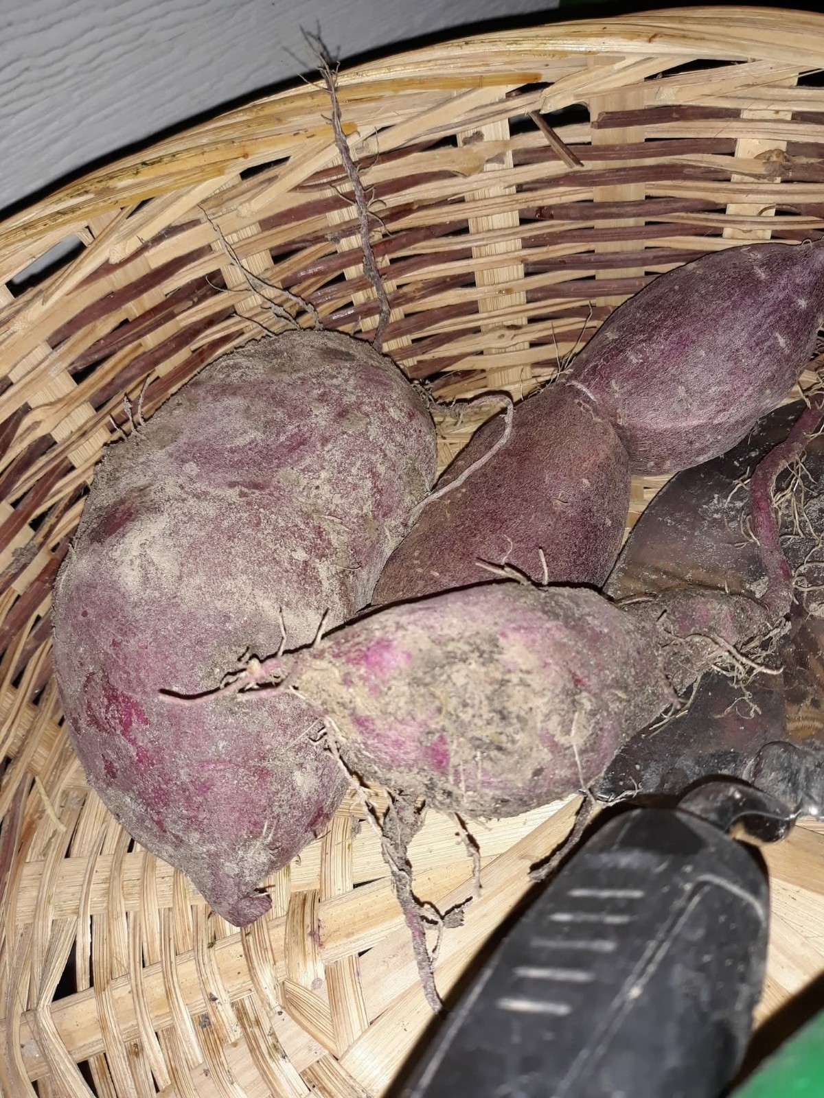 2 dozen Of Slips Organic Purple Sweet Potato With Roots Ready To Plant