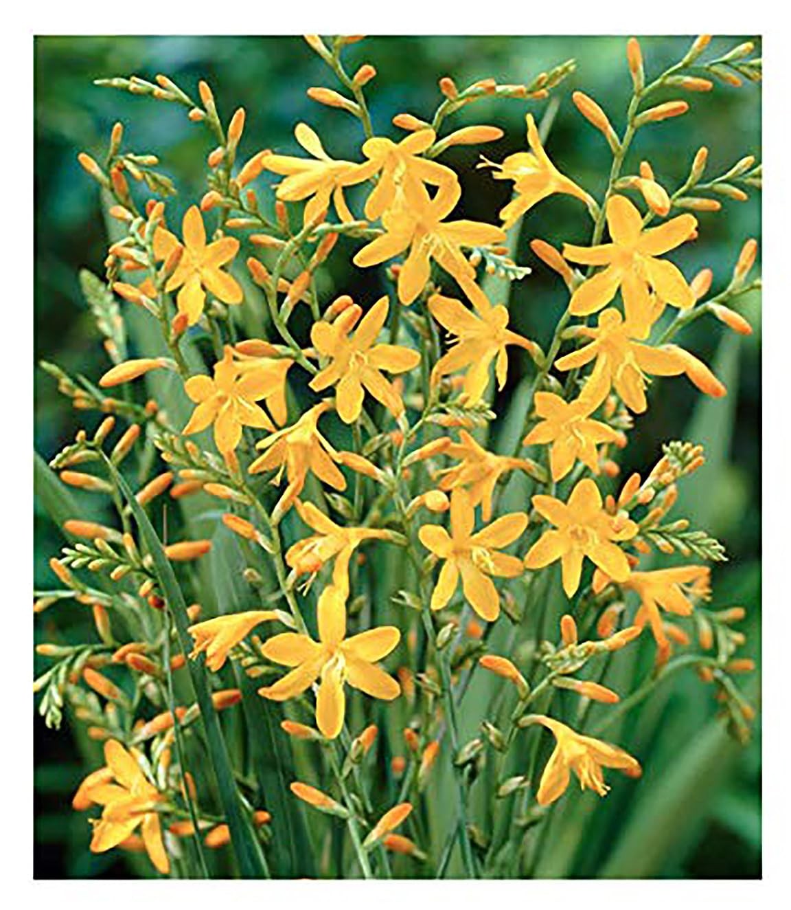 5 Orange Lucifer Crocosmia Blubs – Grows 30-48″ Tall.