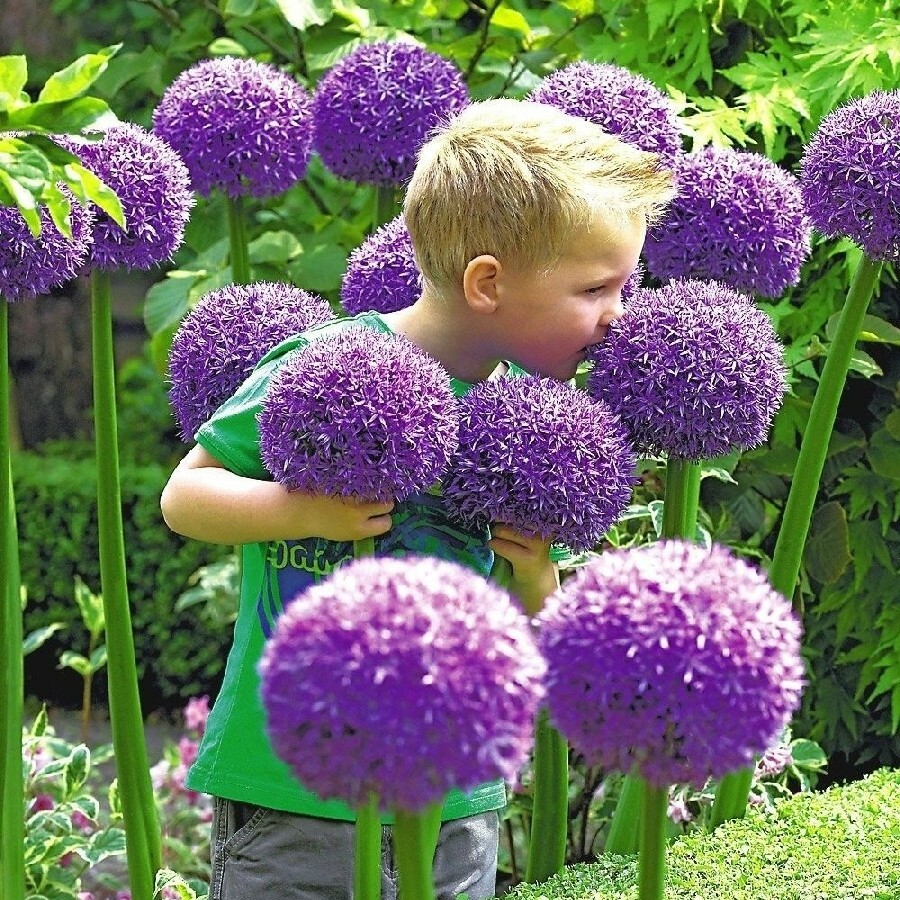 Giant Garlic, Gladiator Allium Bulbs Fresh harvest healthy USA garlic Bulbs