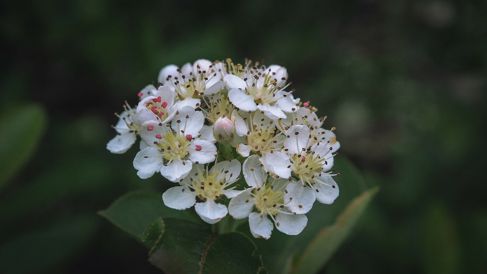 35+ Aronia melanocarpa Black Chokeberry white flower shrub-seed