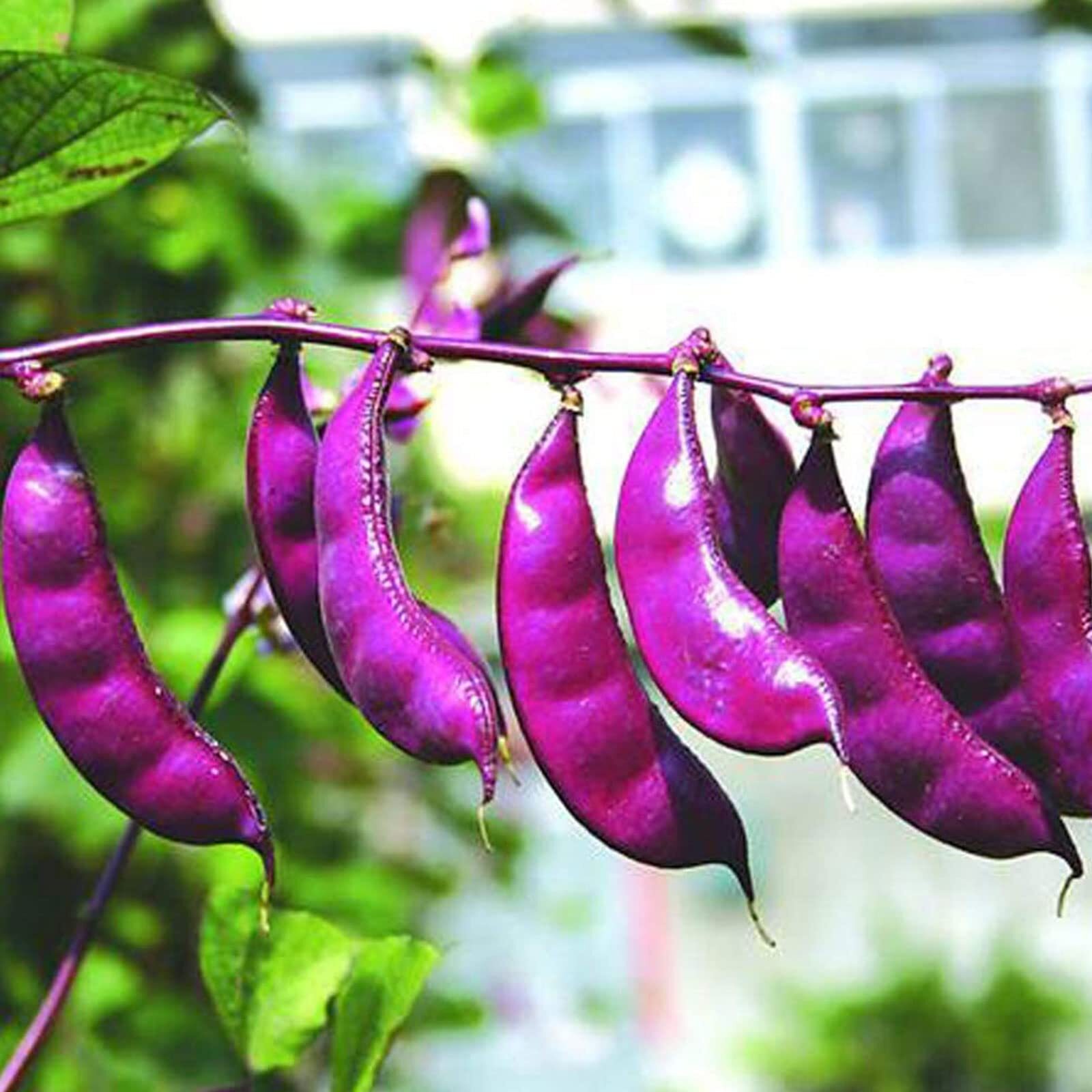 30 Pcs Non-GMO Purple Hyacinth Bean Seeds Red Leaved Plant Vine Seeds Purple Flo