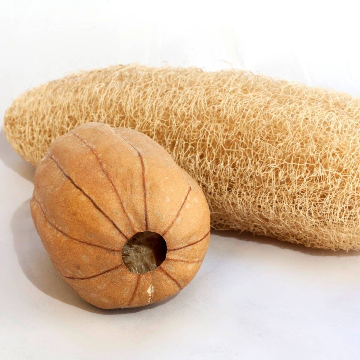 Luffa Sponge Gourd Seeds. 10 Seeds Free Shipping!