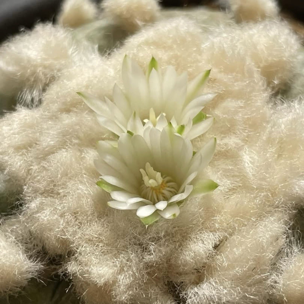 RARE SEEDS (10pk) L0ph… Diffusa Cactus US SELLER