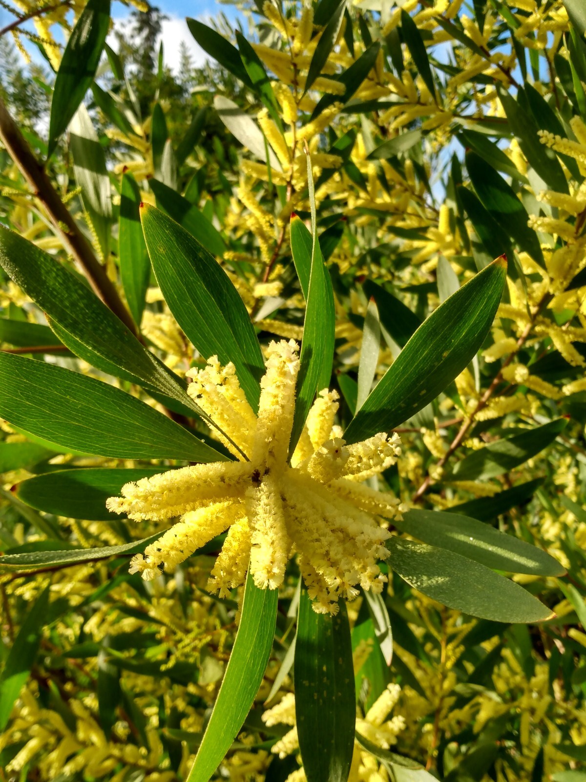 Popular Wattles (Discount)- Various species