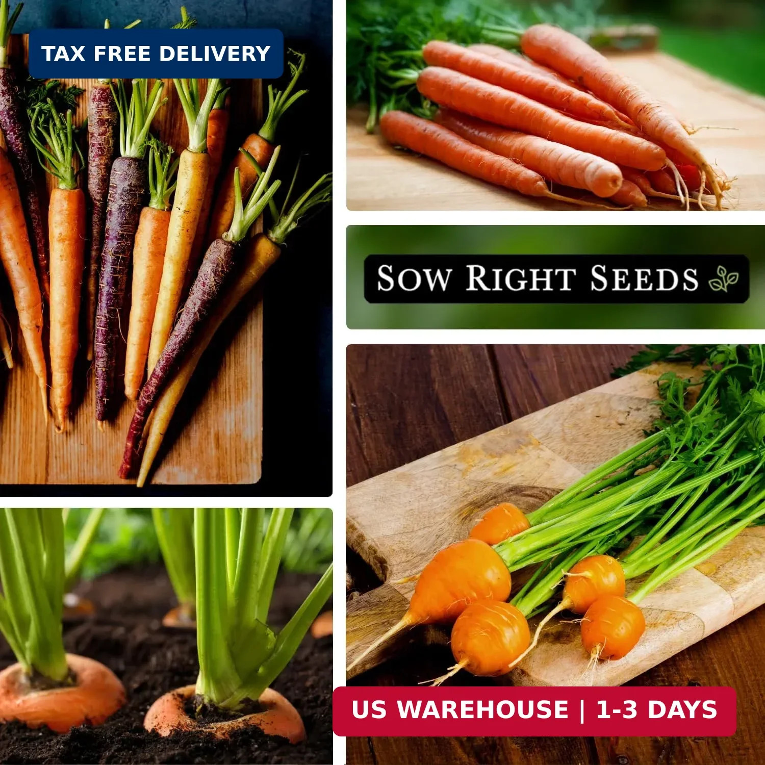 Sow Right Seeds – Carrot Seed Collection for Planting – Rainbow, Nantes, Imperat