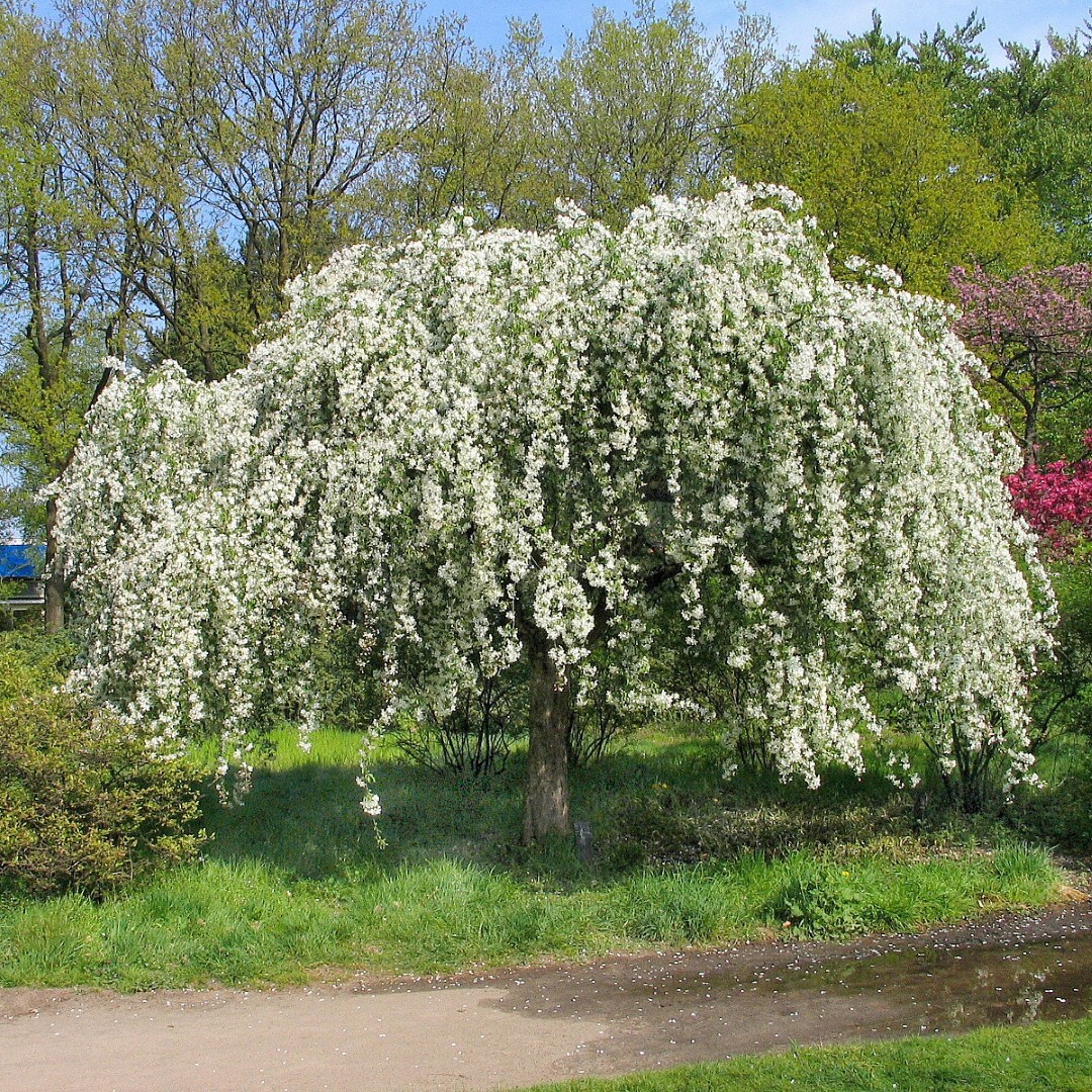 Siberian Crab Apple Tree | Premium Seeds | Malus baccata ‘Spring’ | Plants’®