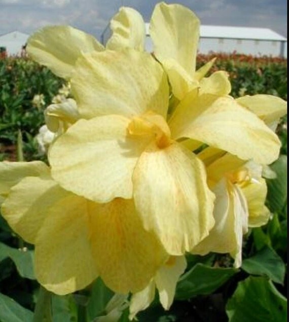 25 DWARF Yellow Futurity Canna Lily SEEDS – Grows to 2-3′ ~USA Seller~FREE SHIP