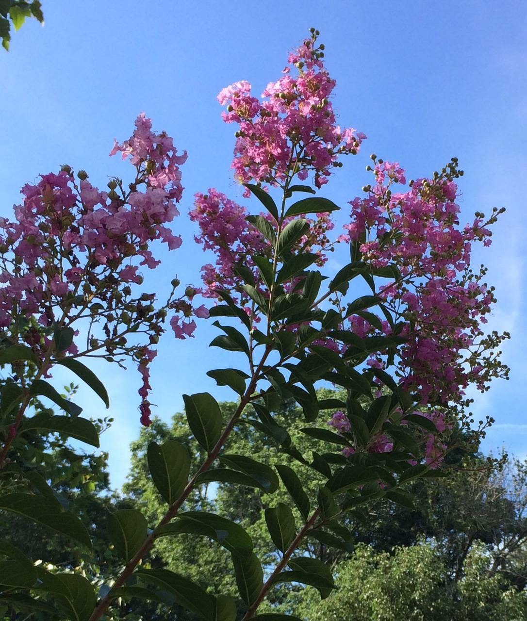 Lot of 3 Kinds of Crepe Myrtle Bushes White, Pink and Fushia Red Over 75 Seeds