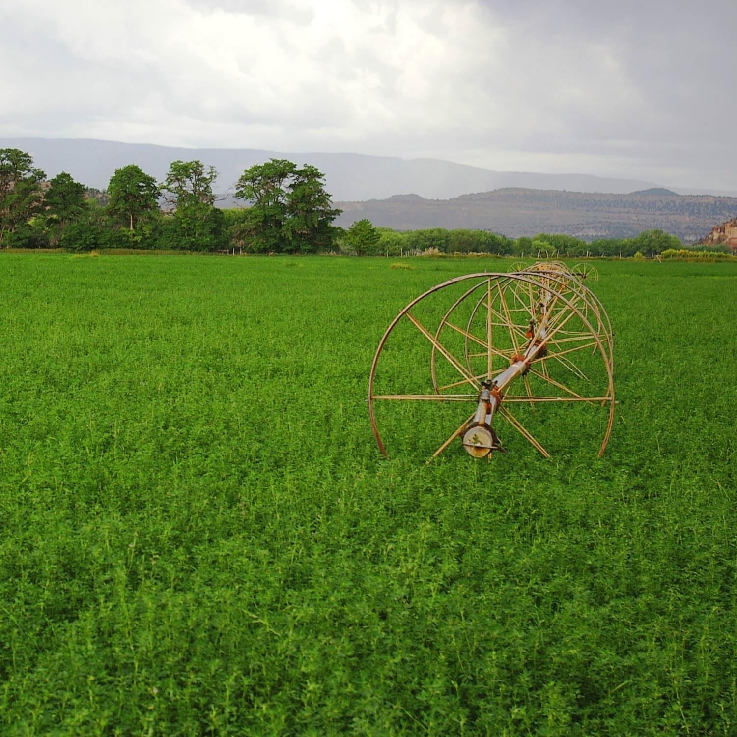 Vernal Alfalfa Seeds for Dense Coverage & Superior Yield