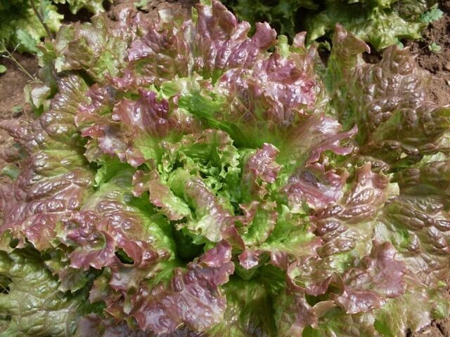 1 Gram Fresh | NON-GMO | Red Sails Loose-Leaf Premium Lettuce Seeds-B 42
