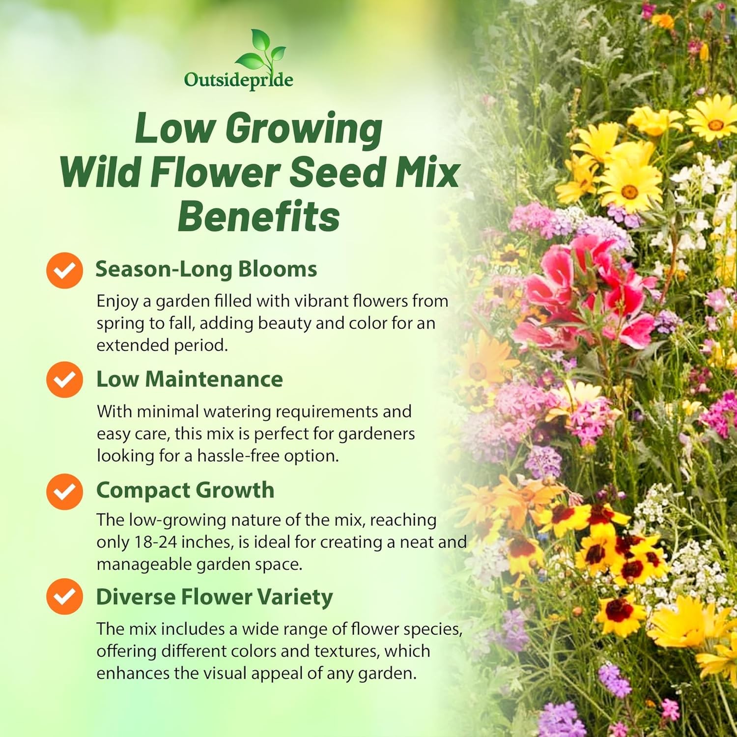 5 LBS Low growing wild flower seed from Outsidepride.