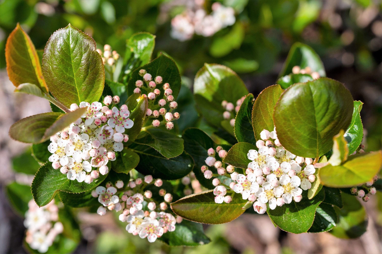 50 BLACK CHOKEBERRY Aronia Melanocarpa White Flower Shrub Seeds