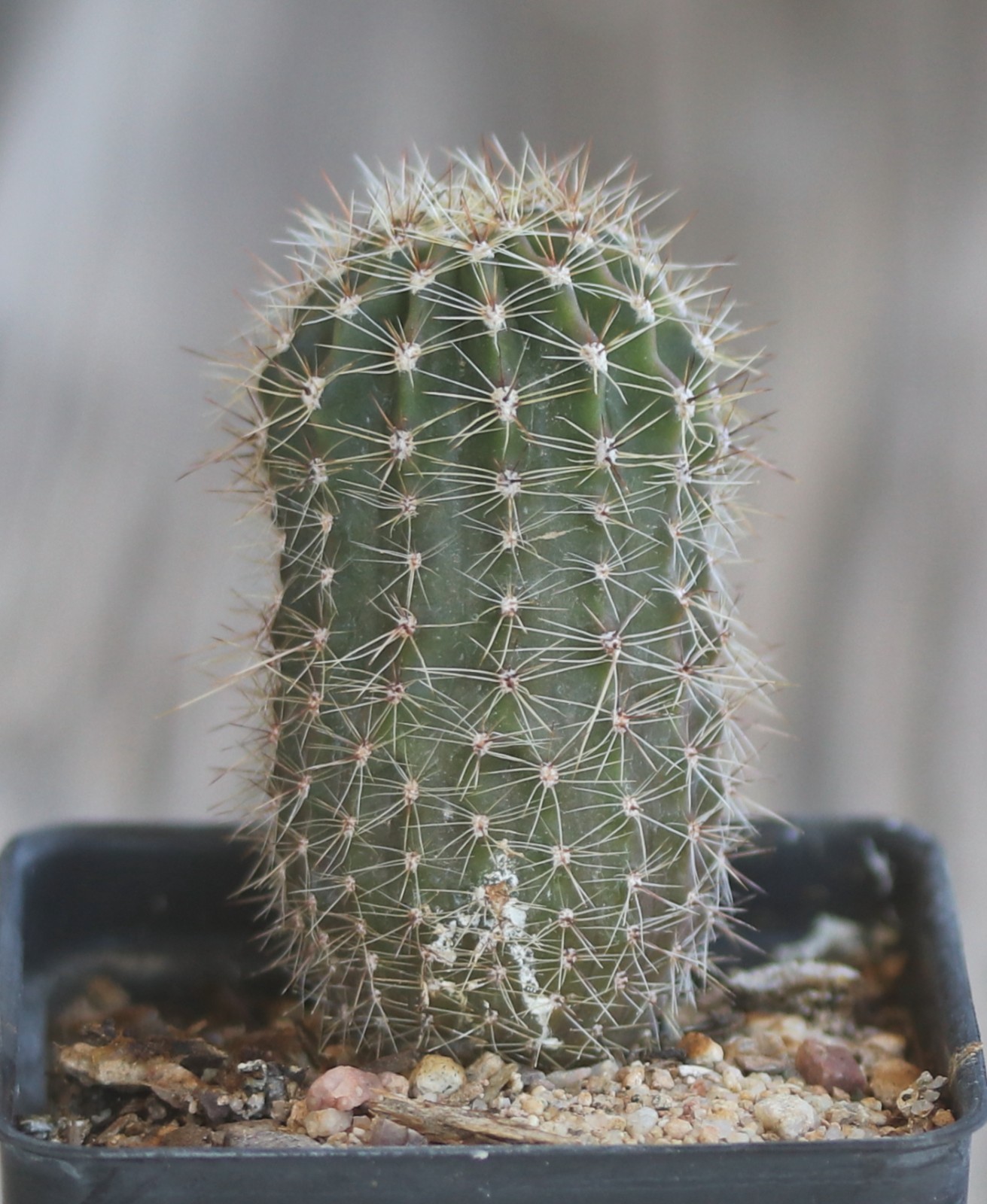 Echinopsis hybrid ‘Arizona Sun’