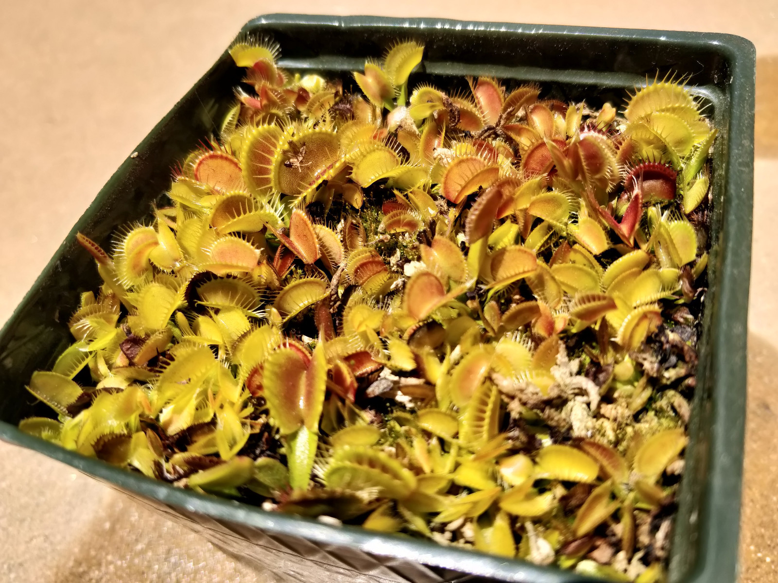 20 freshly harvested(2023 July)assorted named cultivar cross Venus Flytrap seeds