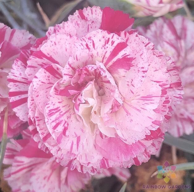 200+ Peppermint Pink Carnation Seeds for Garden Planting – USA – FREE SHIPPING!