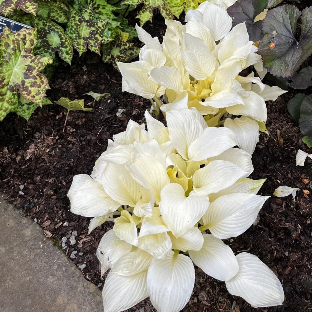 Hosta Seeds Perennial Shade Garden Plant Easy Grow Outdoor Flowers 355+ PCS