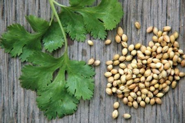 Cilantro 16 oz , Cilantro seeds for Microgreening and seed sprouting.