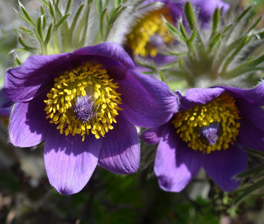 PASQUE FLOWER VIOLET Pulsatilla Vulgaris – 100 Bulk Seeds