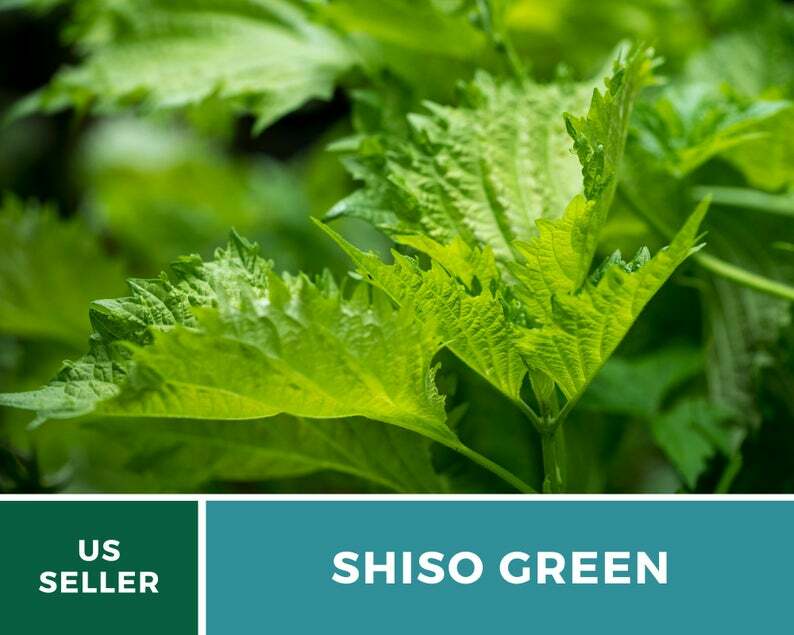 Shiso Green – 200 Seeds – Asian Culinary Herb – Non GMO (Perilla frutescens)