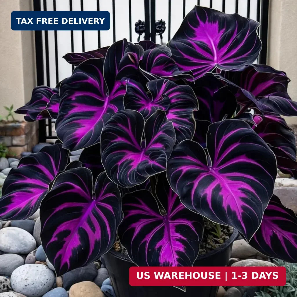 308 Hosta Seeds for Planting – Rare Perennial Shade Plants, Lush Heart-Shaped Fo