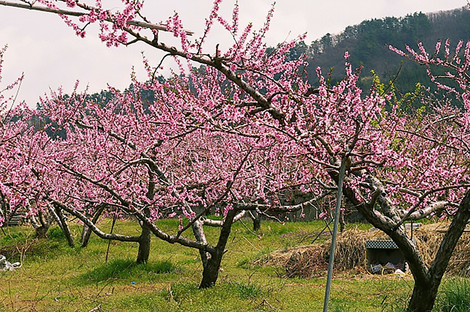 Nemaguard Peach, Prunus persica nemaguard, Seeds