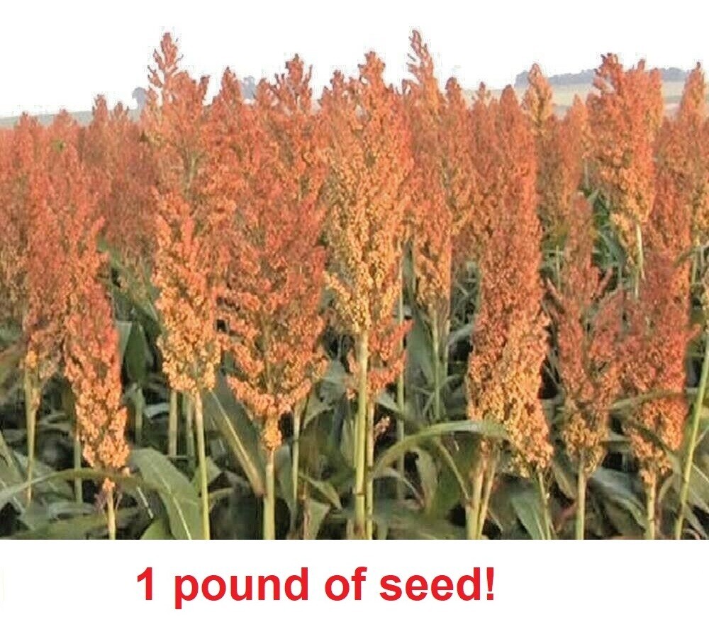 1 pound Sorghum Seeds Rox Orange Syrup Cane Non-GMO Heirloom