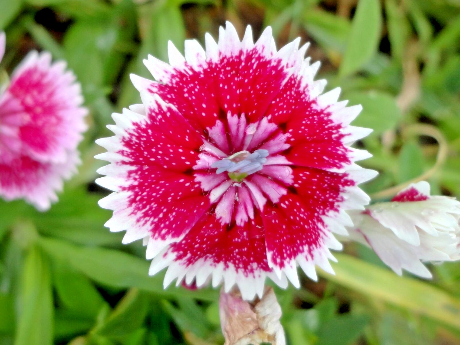 1000 SWEET WILLIAM Seeds (Dianthus barbatus) Perennial Flowering House Plant